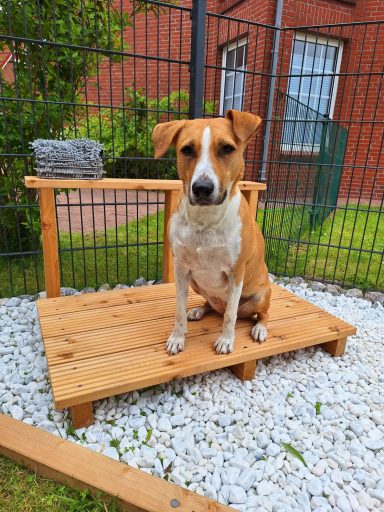 Hundedusche im Sörenhaus